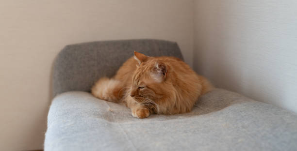 istock Cute cat relaxing in the room 2186589459