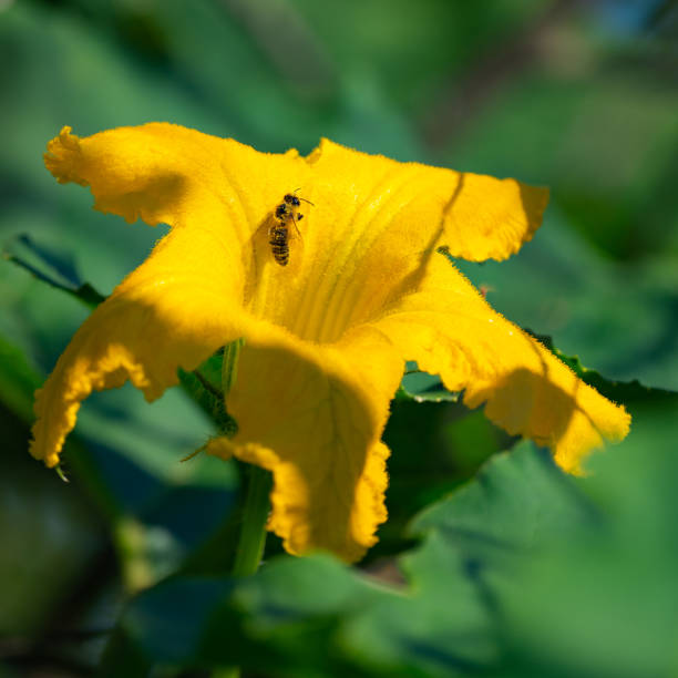 A bright yellow squash blossom opens, ready to accept pollinators in a Cape Cod garden.