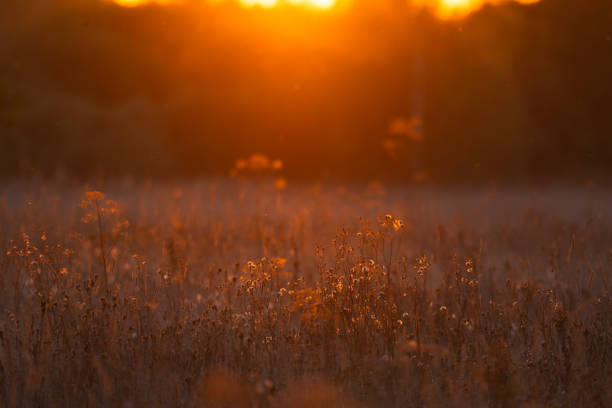 various field grasses and trees on the background of the setting sun