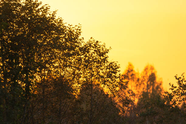 various field grasses and trees on the background of the setting sun