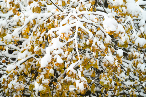 winter frozen river covered with snow, with birches on the banks