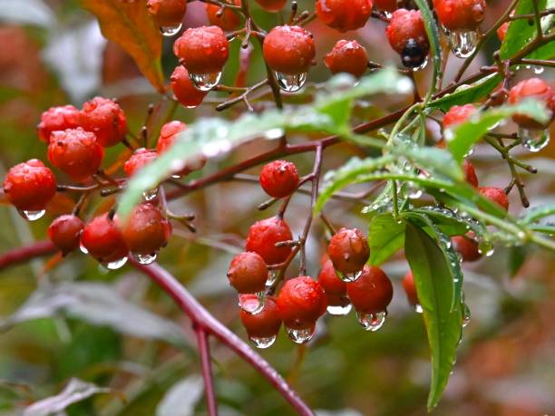 Raindrops in the Ueno Park, Tokyo