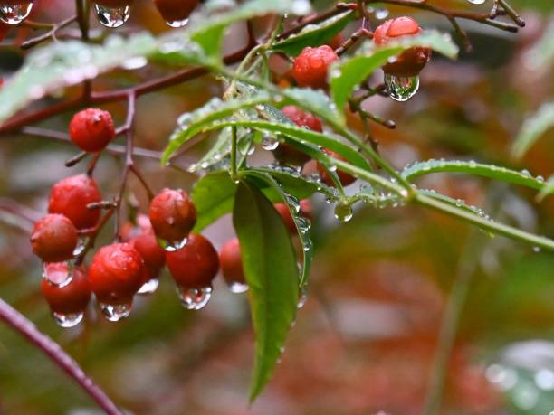 Raindrops in the Ueno Park, Tokyo