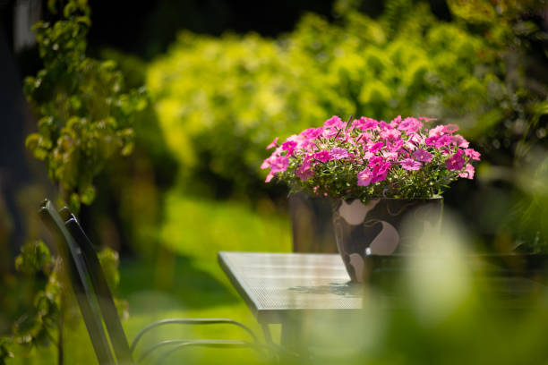 istock Hanging petunia flowers 2186593150
