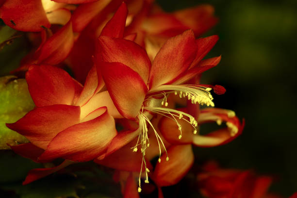 Schlumbergera