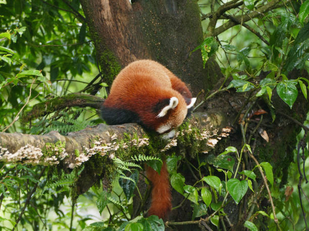 istock Red Panda in  Darjeeling Hill, West Bengal, India 2186596005