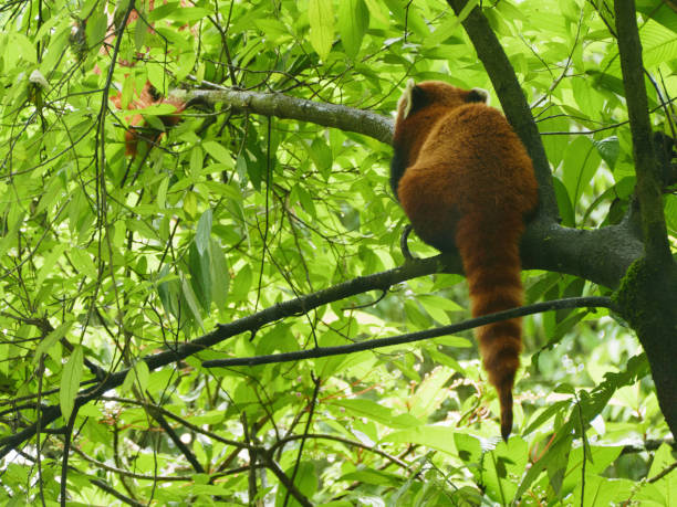 istock Red Panda in  Darjeeling Hill, West Bengal, India 2186596019