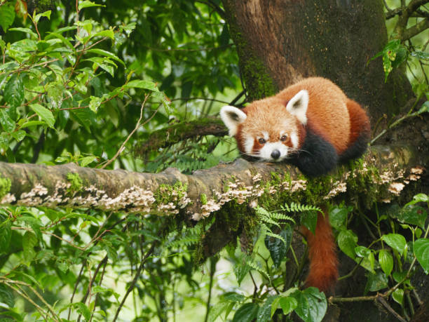 Darjeeling Hill,  West Bengal, India, April 07, 2024: Red Panda in  Darjeeling Hill