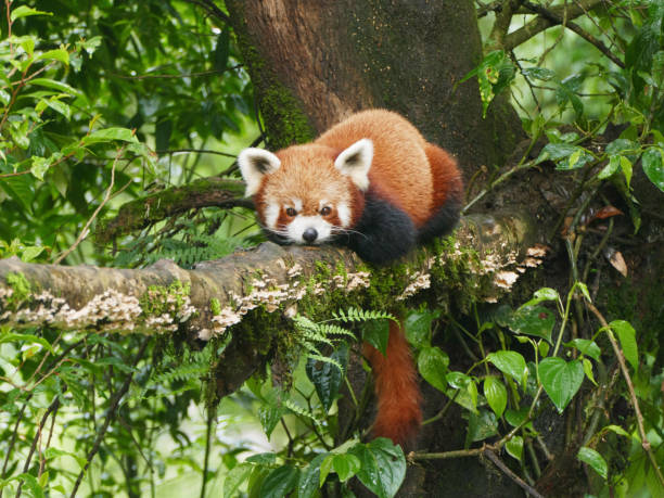 istock Red Panda in  Darjeeling Hill, West Bengal, India 2186596028