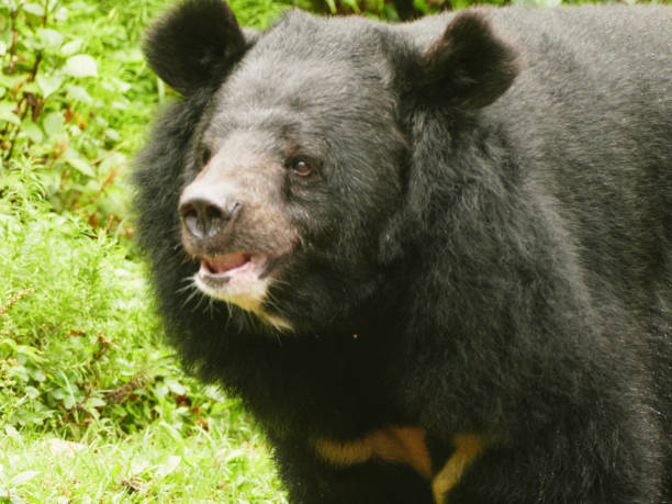 istock Himalayan black bear in  Darjeeling  Hill, West Bengal, India 2186596125