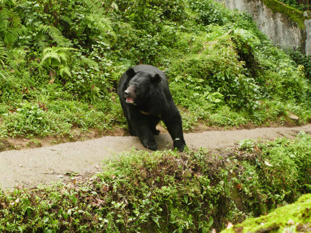 istock Himalayan black bear in  Darjeeling  Hill, West Bengal, India 2186596139