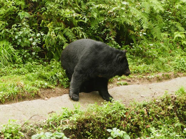 istock Himalayan black bear in  Darjeeling  Hill, West Bengal, India 2186596261