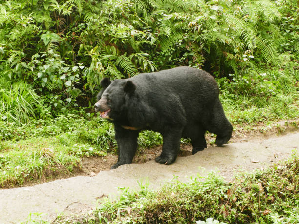 istock Himalayan black bear in  Darjeeling  Hill, West Bengal, India 2186596297