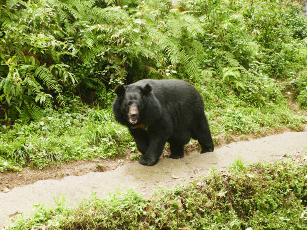 istock Himalayan black bear in  Darjeeling  Hill, West Bengal, India 2186596305
