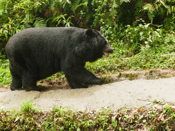 istock Himalayan black bear in  Darjeeling  Hill, West Bengal, India 2186596316