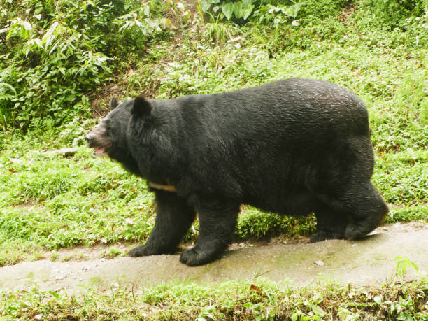 istock Himalayan black bear in  Darjeeling  Hill, West Bengal, India 2186596354