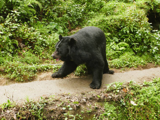 istock Himalayan black bear in  Darjeeling  Hill, West Bengal, India 2186596367