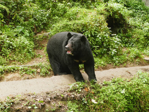 istock Himalayan black bear in  Darjeeling  Hill, West Bengal, India 2186596370