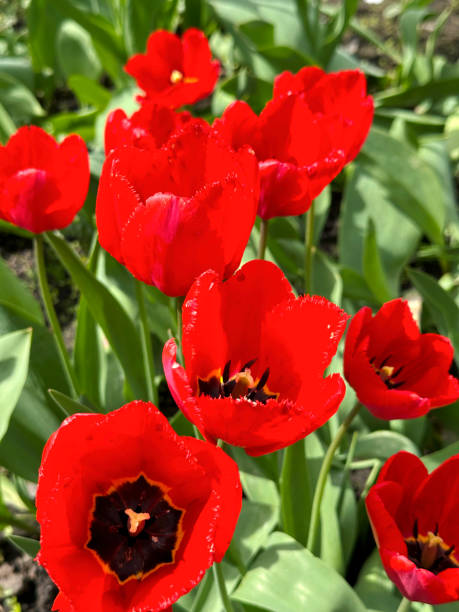 istock red tulips in the garden 2186596416