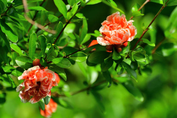 istock Pomegranate / Punica granatum: Flower and Fruit 2186596715