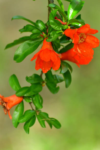 Punica granatum, or commonly called pomegranate, is shrub or small tree, native to south-western Asia. Pomegranate tree bears red flowers, which turn into fruits having seeds with juicy red pulp in a tough brownish-red rind. Pomegranate plant may be single- or double-flowering with double flowers resembling carnation flowers