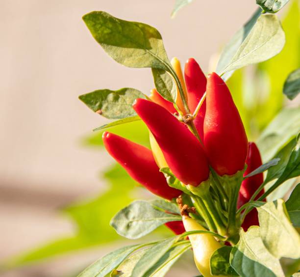 istock Vibrant red chili peppers on plant in sunlight. 2186597334