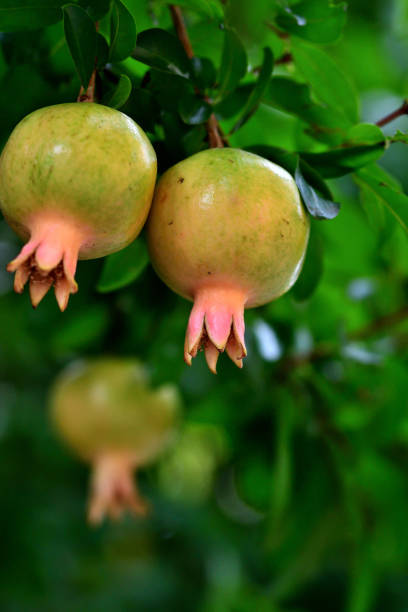 Punica granatum, or commonly called pomegranate, is shrub or small tree, native to south-western Asia. Pomegranate tree bears red flowers, which turn into fruits having seeds with juicy red pulp in a tough brownish-red rind. Pomegranate plant may be single- or double-flowering with double flowers resembling carnation flowers