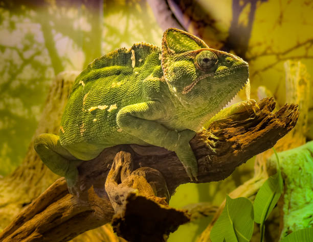 istock A chameleon rests on a branch, blending in with the green foliage 2186598360