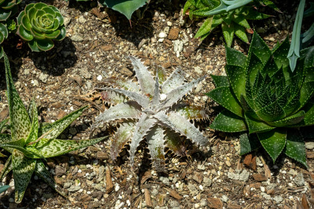 190+ Dyckia Stock Photos and Royalty-Free Pictures - iStock