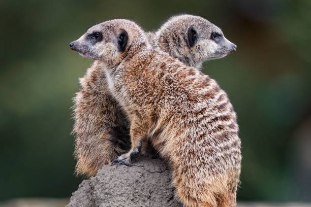 istock Meerkats sitting back-to-back on a rock. 2186598786