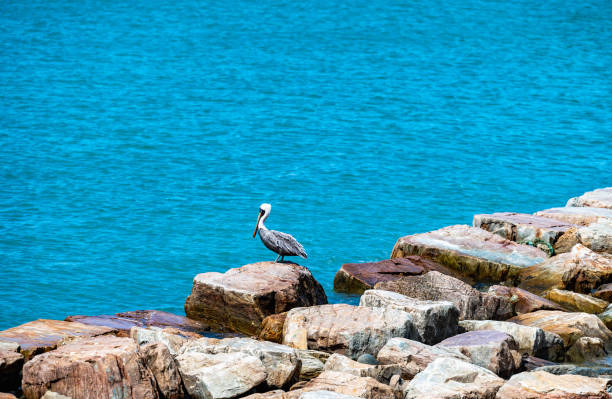 Group Of Birds Sitting On A Jetty In Galveston Bay