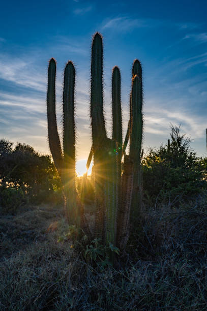 istock A bunch of cacti with a sun shining on them 2186599404