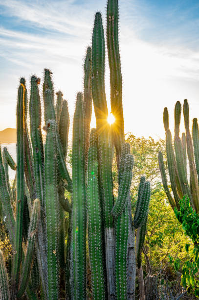 istock A bunch of cacti with a sun shining on them 2186599452