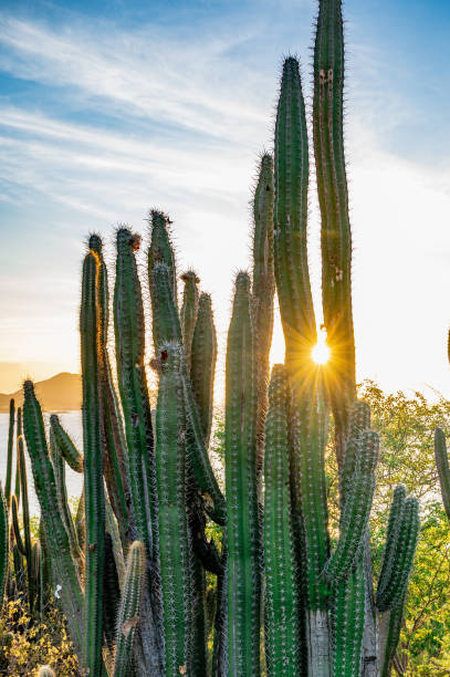 istock A bunch of cacti with a sun shining on them 2186599455