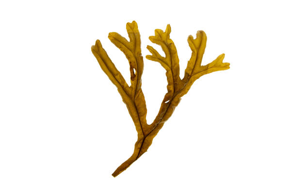 istock Brown algae branch isolated on white background. Fucus ceranoides. 2186600524