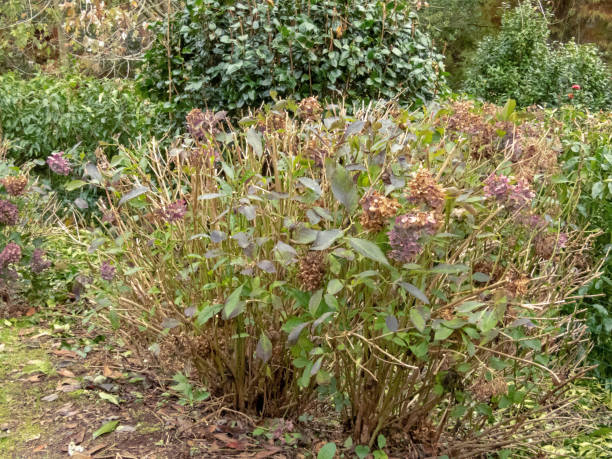 Hydrangea macrophylla pruned shrub in the autumn.