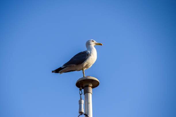 A seagull resting on the defensive walls of the Santa Barbara castle in Alicante, Costa Blanca, Spain in black and white