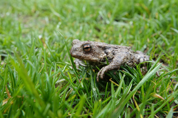 Closeup on a female European common toad, Bufo bufo sitting on the ground and grass in the garden in rainy weather