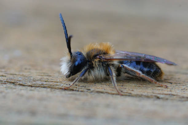 istock Close up on a small male red-tailed mining bee, Andrena haemorrhoa 2186602094