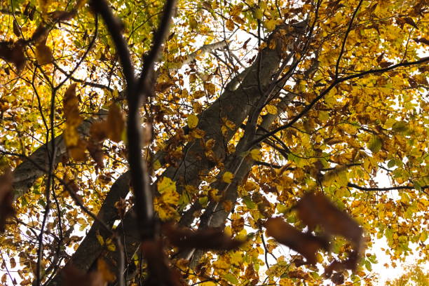 Autumn leaves in forest full of sunshine, background with copy space, full frame horizontal composition