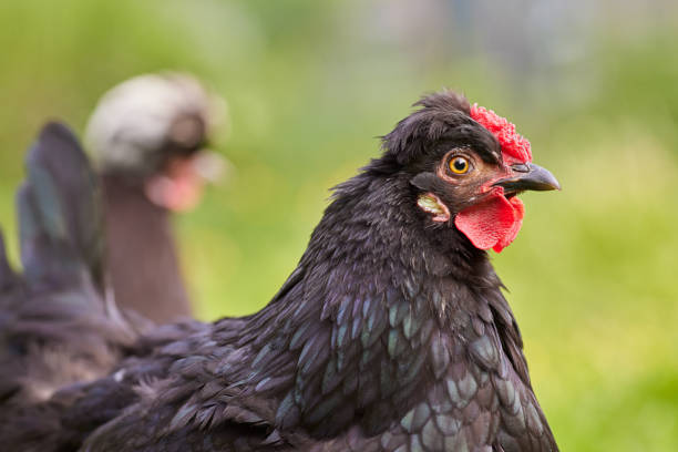 Close up head shot of black chicken free in garden