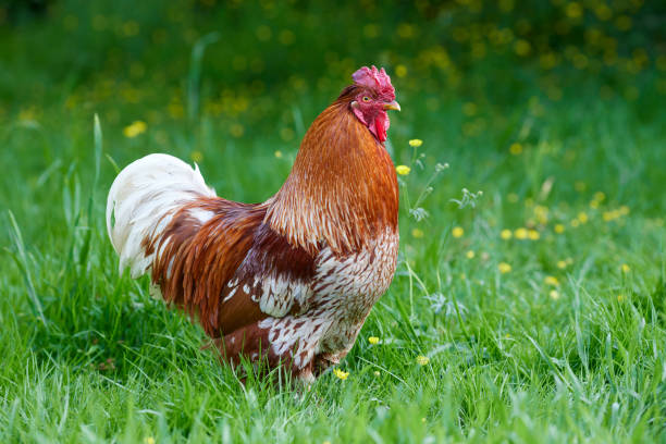 istock Red rooster free range in garden 2186604263