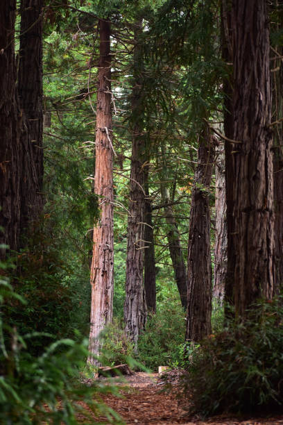 the golden  gate park in san francisco