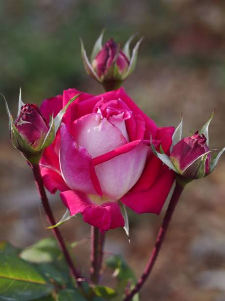istock Close-up of a beautiful rose, showcasing its soft, gentle petals and delicate structure. 2186604865