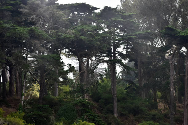 the golden  gate park in san francisco