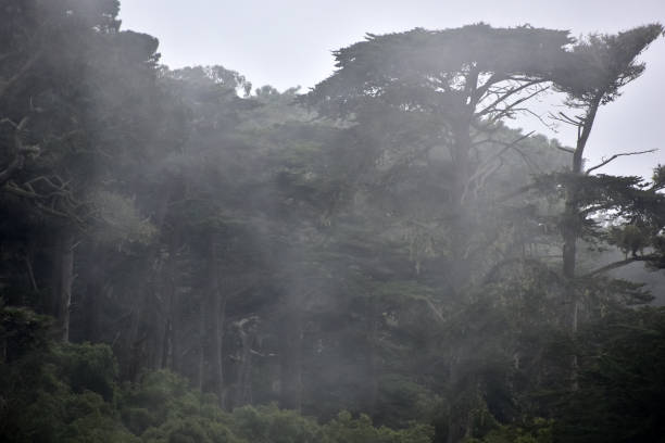 A hiking path slants into the windswept trees on a foggy morning at Lands End Lookout in San Francisco, California, USA.