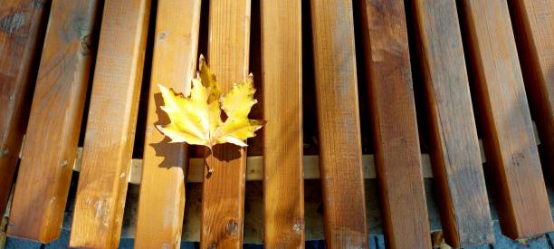 An autumn leaf resting on a wooden bench, illuminated by soft sunlight, creating a serene autumnal atmosphere. Minimalist composition with a rustic vibe, perfect for seasonal themes and decorative purposes. Autumn background with space for text