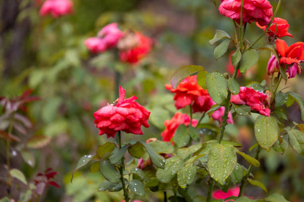 A close-up shot of vibrant pink roses in full bloom, their petals adorned with fresh droplets of dew. Captured in Hiroshima’s Peace Memorial Park, these roses stand as a beautiful and poignant symbol of hope, peace, and renewal, thriving amidst the historical significance of the area.