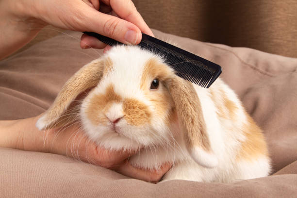 istock the owner combs the pet rabbit with a comb 2186607606