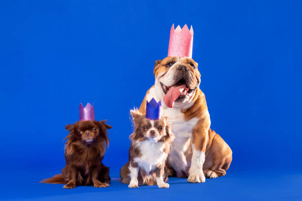 Three Dogs of Different Sizes Wearing Pink Party Crowns